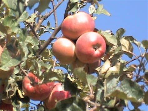 Apple Garden Kashmir | Fasci Garden