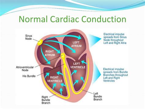 Normal Cardiac Conduction Pathway