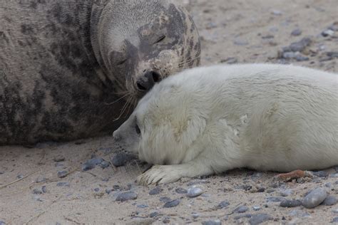 Kegelrobben - Muttertier mit Baby (grey seal), Düne Helgol… | Flickr