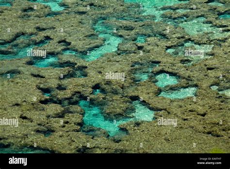 Coral reef at Hanauma Bay Nature Preserve, Oahu, Hawaii, USA Stock Photo - Alamy