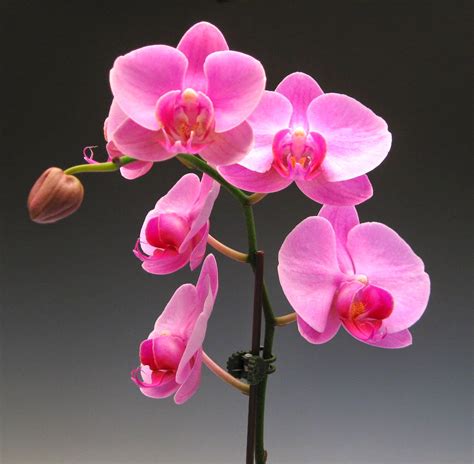 Ten Exquisite Pink Orchid Flowers for Spring | Orchidaceous! Orchid Blog