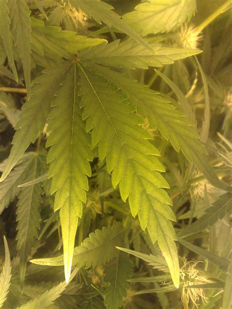 Yellowing of leaves - Cannabis Cultivation - Growery Message Board