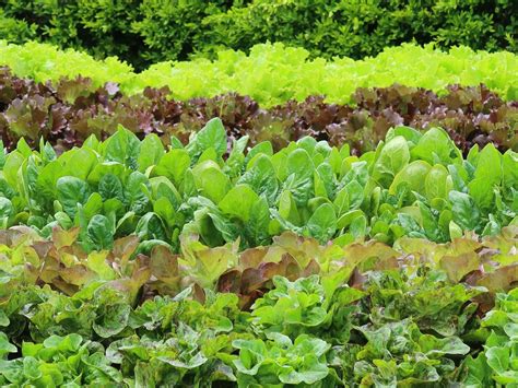 Growing Romaine Lettuce: A Complete Guide — Meadowlark Journal