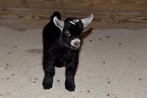 Maryland Zoo Welcomes Newborn Goat Kid | The Maryland Zoo