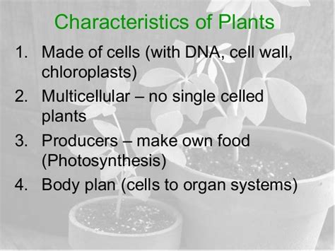 Plant characteristics