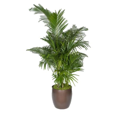 Kentia Palm 5-6ppp (15 gal) – Westbrae Nursery