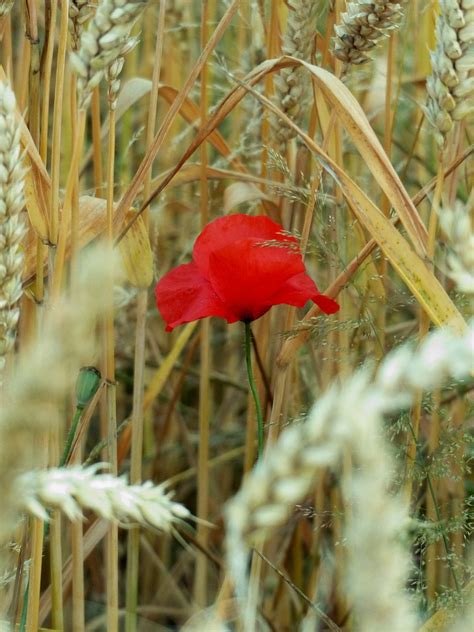 Poppy Cornfield Grain - Free photo on Pixabay - Pixabay