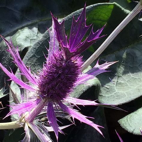 Eryngium leavenworthii Seeds | Putnam Hill Nursery