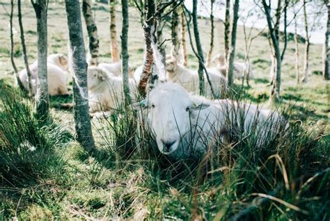 "Welsh Mountain Sheep" Images – Browse 2,081 Stock Photos, Vectors, and ...