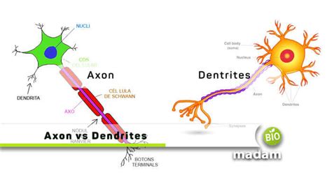 Difference Between Axon and Dendrites - biomadam