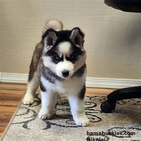 A Step-by-Step Plan for Getting Your Home Ready for Husky Puppies ...