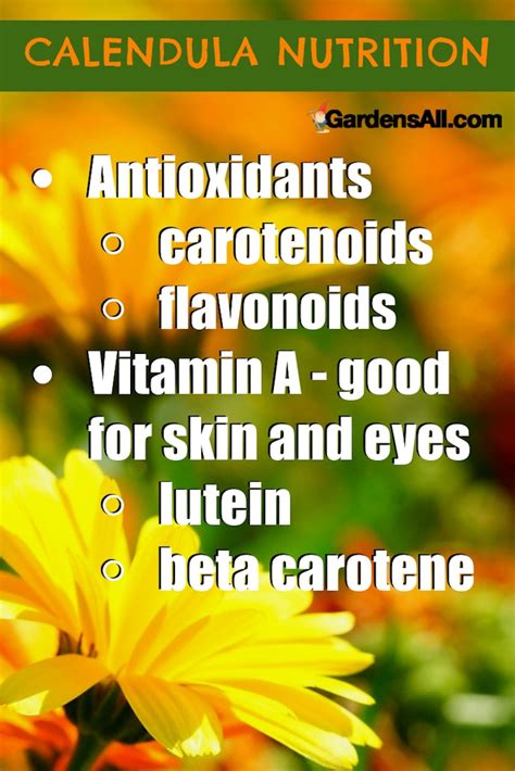 Calendula Benefits and Uses - New and Old - GardensAll - REMEDIES