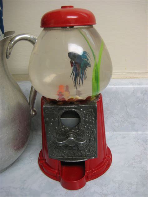 cute fish tank | Fish tank terrarium, Fish tank, Small fish tanks