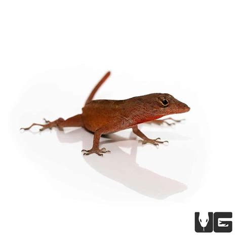 Ruby Red Anoles (Anolis sagrei) For Sale - Underground Reptiles