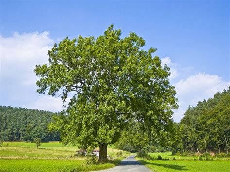 ÁRBOL FRESNO: CARACTERÍSTICAS, PROPIEDADES, Y CULTIVO