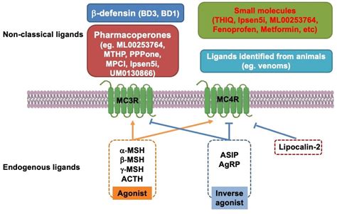 Biomolecules | Free Full-Text | Ligands for Melanocortin Receptors: Beyond Melanocyte ...