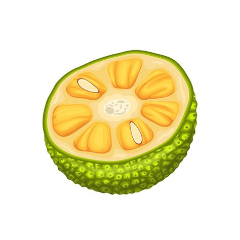 jackfruit slice cut cartoon vector illustration 21161280 Vector Art at ...