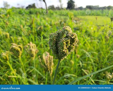 Finger millet plant. stock photo. Image of botany, coracana - 228000320