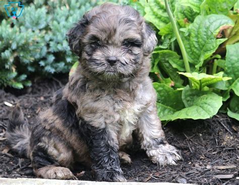 What Is A Shih Poo Puppies