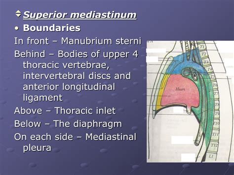 PPT - MEDIASTINUM PowerPoint Presentation, free download - ID:9477460