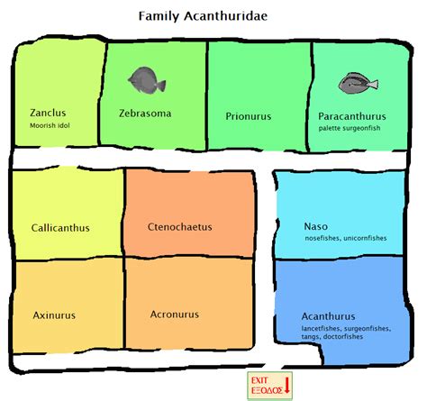 Family Acanthuridae