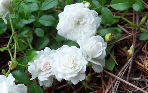 White Drift Rose - 2 Gallon - Shrub, Groundcover, Rose - Buy Plants | ToGoGarden