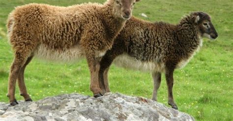 Nature’s Laboratory: Soay Sheep and St Kilda in Twentieth-Century ...