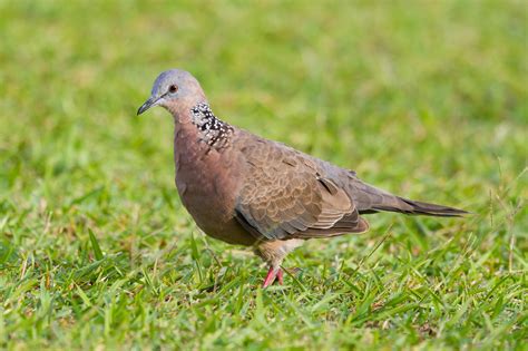 Doves of Hawaii