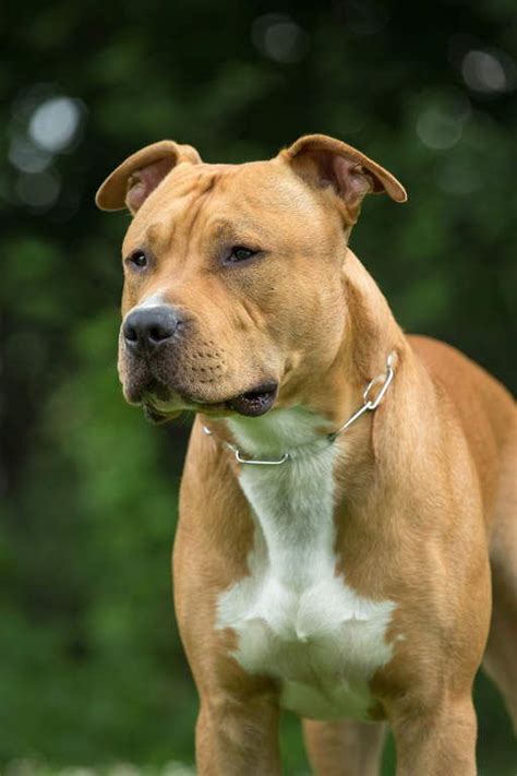 Résultat de recherche d'images pour "STAFFORDSHIRE BULL TERRIER" | Chien, Biche