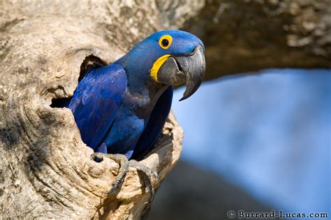 The Pantanal Revisited - Will Burrard-Lucas Blog