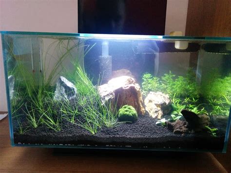 Fluval Edge 23L - First planted tank | The Planted Tank Forum