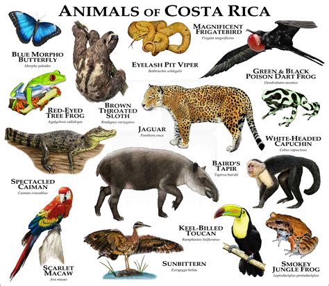 Animals of Costa Rica Poster Print - inkart