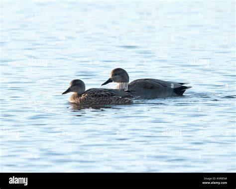 Male and Female Gadwall Stock Photo - Alamy