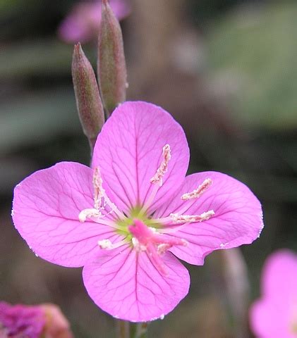 Flores de cuatro pétalos - Imagui