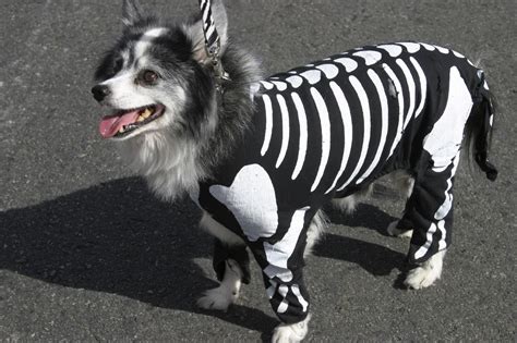 Top 5 Adorable Pet Costumes this Year's Halloween