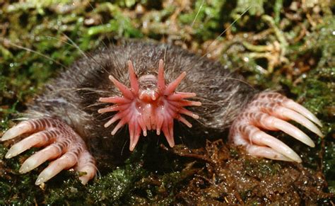 The Star-Nosed Mole Takes Adaptation To The Extreme - Science Friday