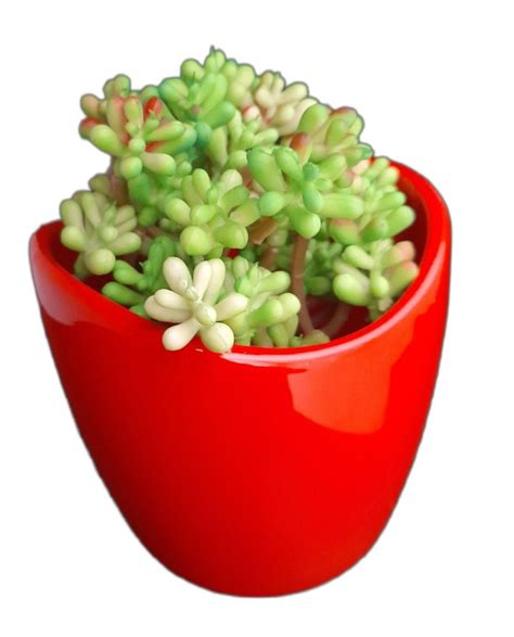 Glossy White Ceramic Flower Pot - Oval Curved Shaped, For Indoor, Size ...