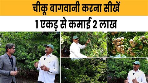 Chikoo Farming | Earn 2 Lakhs Per Acre | चीकू की खेती कैसे करें पूरी ...