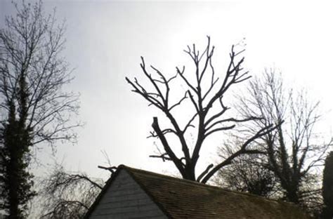 Tree Pruning - Lopping and Topping - Pollarding Techniques