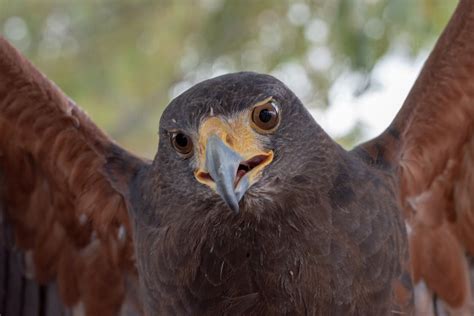 Falcon on Flight · Free Stock Photo