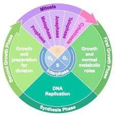 IV. Matching names of cell cycle phases to their descriptions Diagram ...