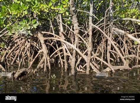 Prop roots of Red mangroves along coastline of Manda Island near Lamu Kenya Stock Photo - Alamy