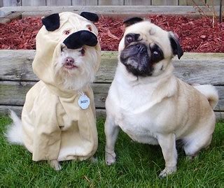 Pug Imposter 'Pug Love' | The things we do for love! | Flickr