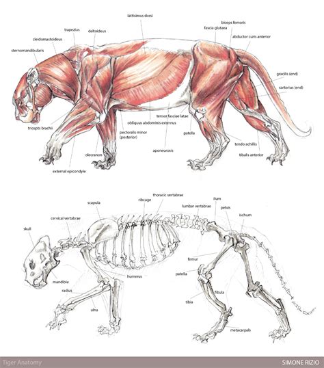 Tiger Anatomy by simonerizio on Newgrounds | Feline anatomy, Anatomy ...