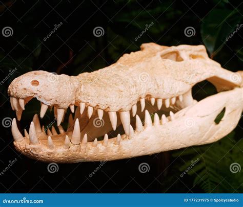 Alligator Skull Stock Photos - Download 92 Royalty Free Photos