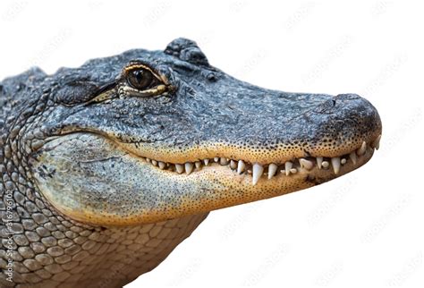 American alligator / common gator (Alligator mississippiensis) close-up ...