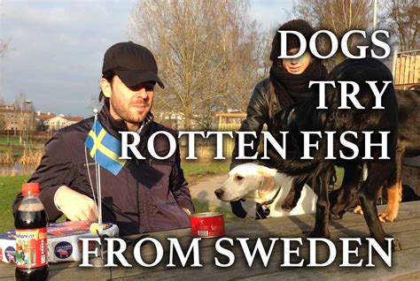 Surströmming - Opening a Can of Swedish Stinky Fish with Dogs - Hej Sweden