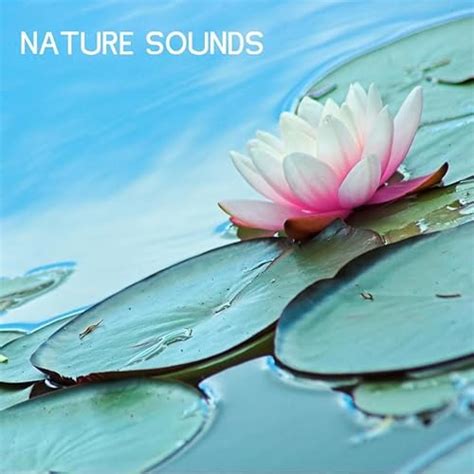 Nature Sounds - Nature Music for Sleep, Yoga and Relaxation by Nature ...