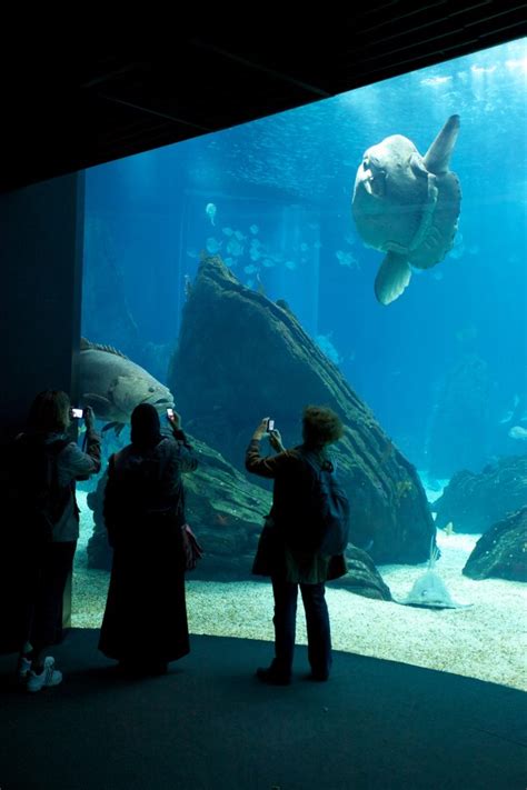 Lisbon Aquarium - Duncan.co