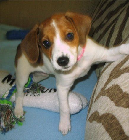 Jackabee (Jack Russell Terrier-Beagle Mix) Info, Puppies, Pictures